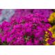 Floks szydlasty 'Spring Hot Pink'